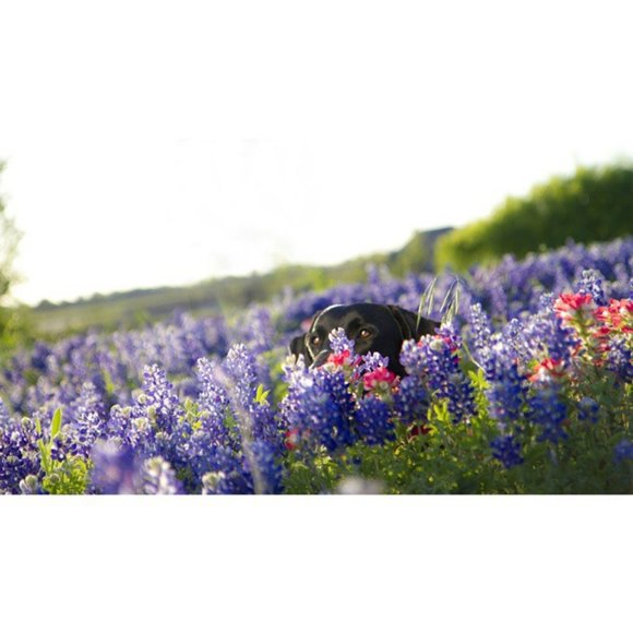 Meet your Posher - Picture 2 of 2